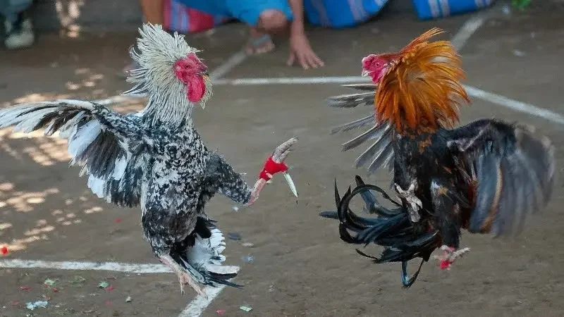 Khám phá quy tắc thi đấu của đá gà cựa